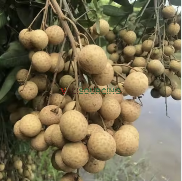 Organic Fresh Longan Fruit