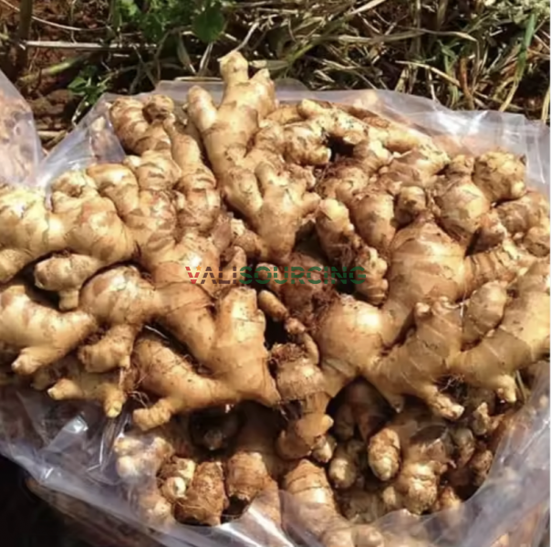 Fresh Ginger from Vietnam | Premium Export Quality