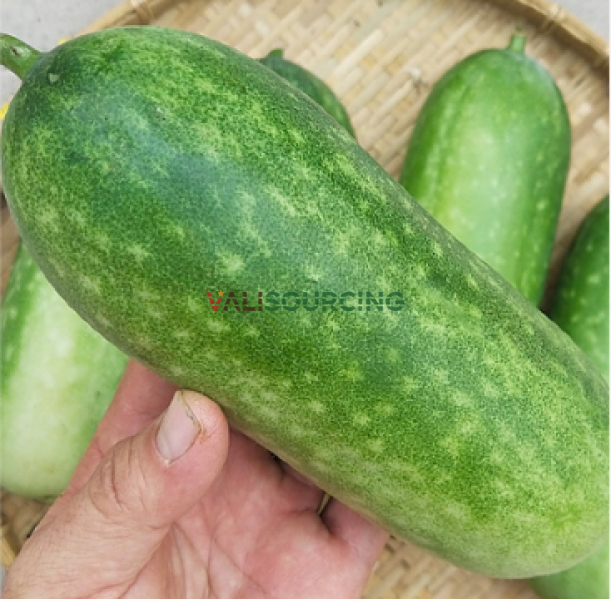 Green squash