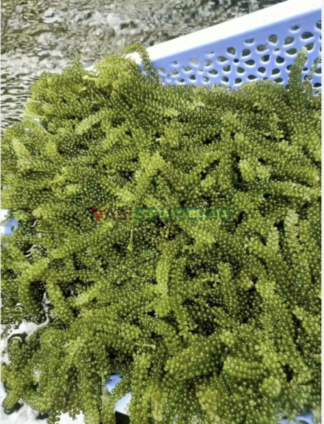 Fresh Sea Grapes – 100% Natural High Quality