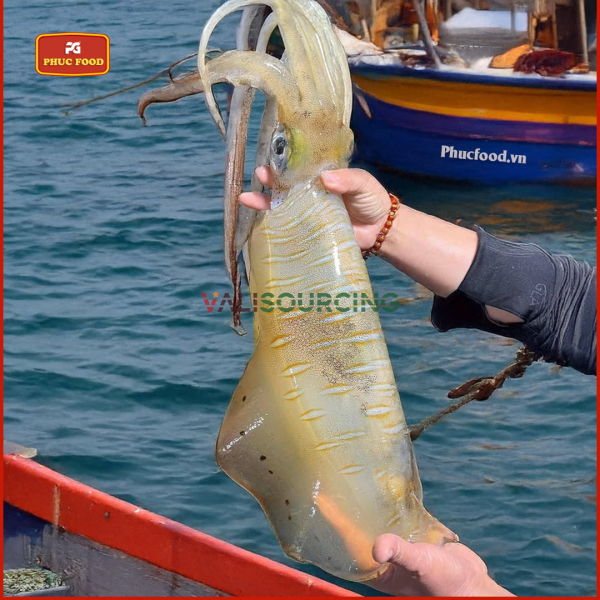 Giant Ocean Bigfin Reef Squid from Vietnam
