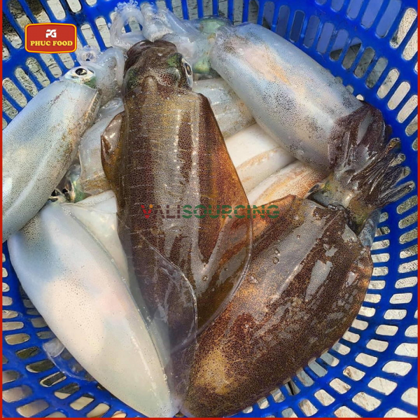 Giant Ocean Bigfin Reef Squid from Vietnam