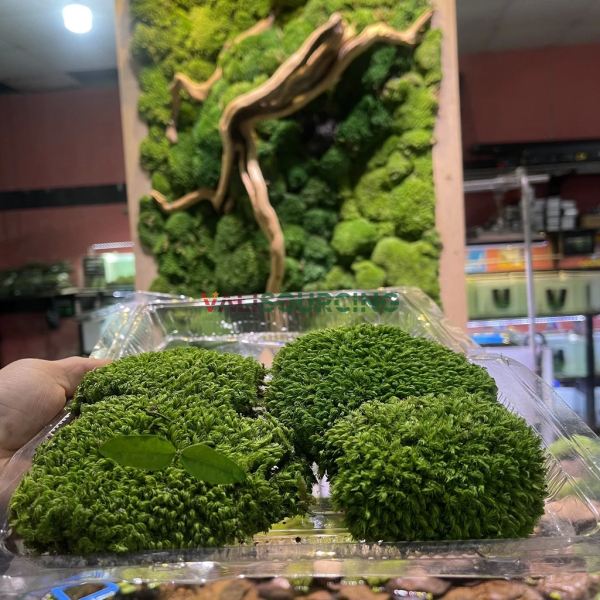 Premium Preserved Moss – A Low-Cost Green Decor Solution from Vietnam
