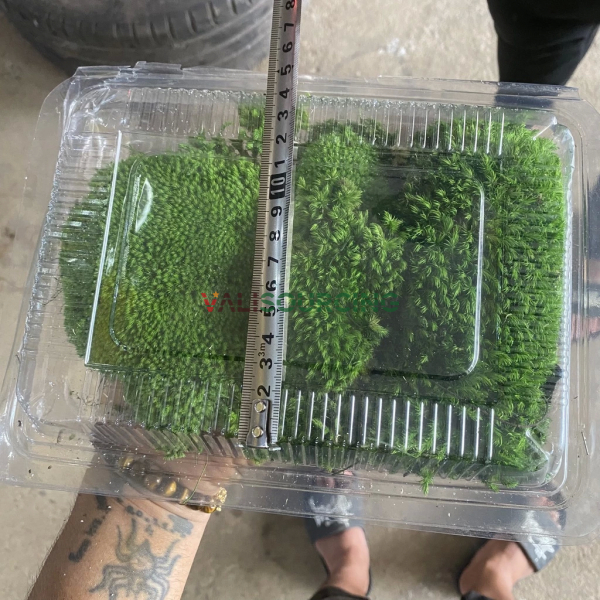 Premium Preserved Moss – A Low-Cost Green Decor Solution from Vietnam