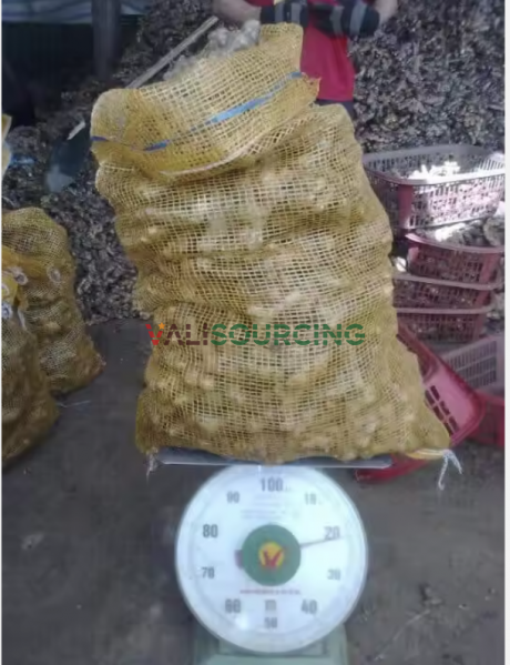 Fresh Ginger from Vietnam | Premium Export Quality