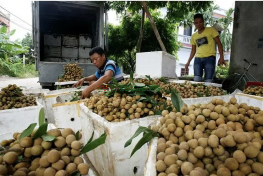 Organic Fresh Longan Fruit