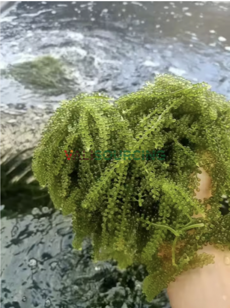 Fresh Sea Grapes – 100% Natural High Quality
