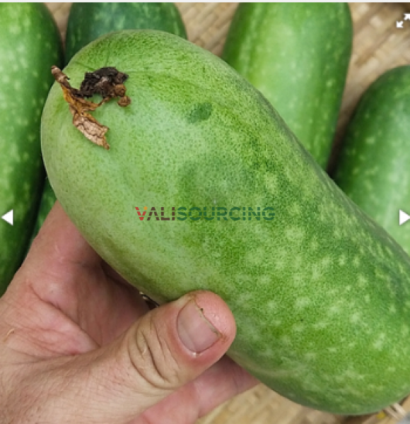 Green squash