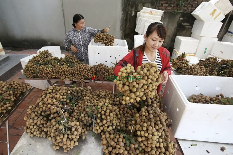 Organic Fresh Longan Fruit