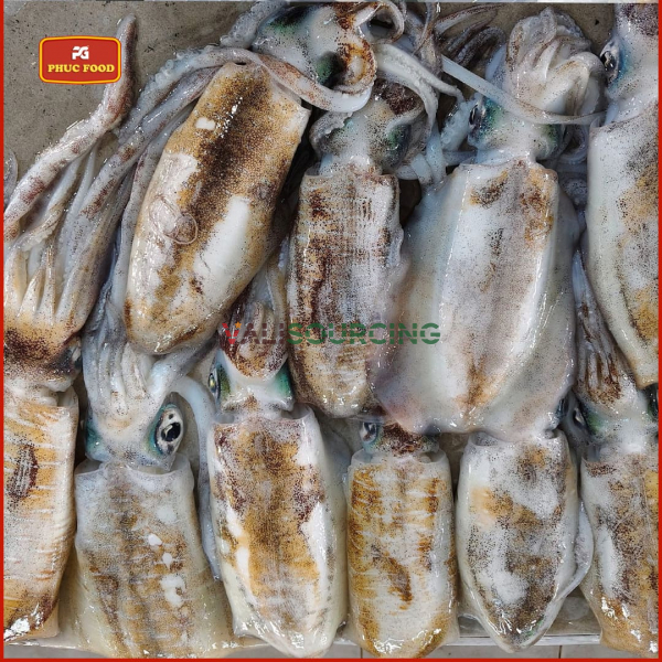 Giant Ocean Bigfin Reef Squid from Vietnam