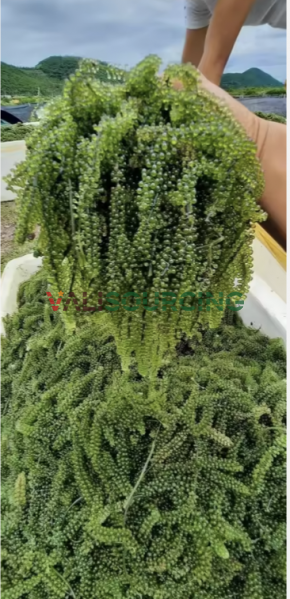 Fresh Sea Grapes – 100% Natural High Quality
