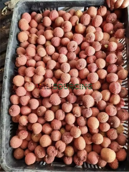 Sweet Tropical Rambutan Lychee Fruit