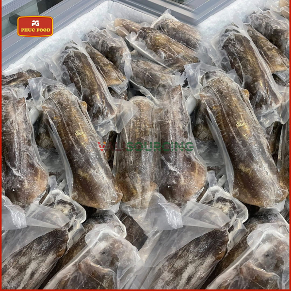 Giant Ocean Bigfin Reef Squid from Vietnam