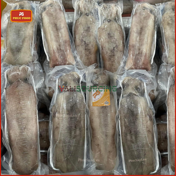 Giant Ocean Bigfin Reef Squid from Vietnam