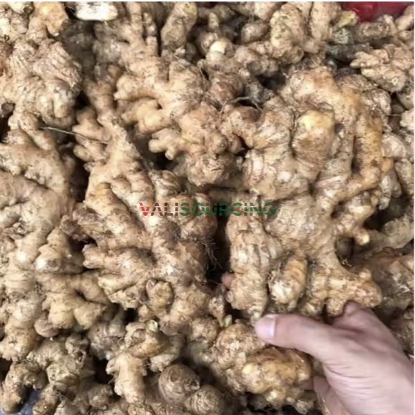 Fresh Ginger from Vietnam | Premium Export Quality