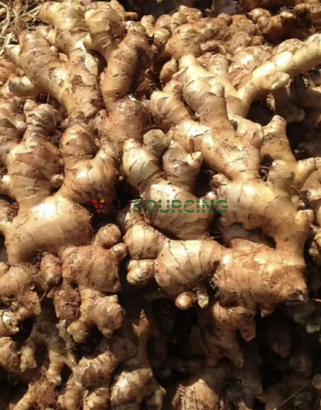 Fresh Ginger from Vietnam | Premium Export Quality