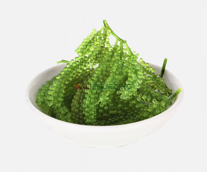 Fresh Sea Grapes – 100% Natural High Quality