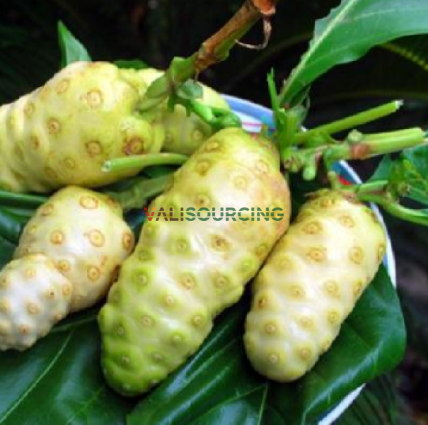 Fresh Noni Fruit (Kg)