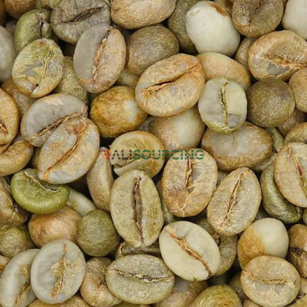ROBUSTA GREEN COFFEE BEANS - CLEAN - S16 from Vietnam