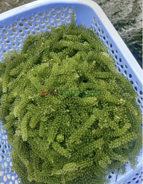 Fresh Sea Grapes – 100% Natural High Quality