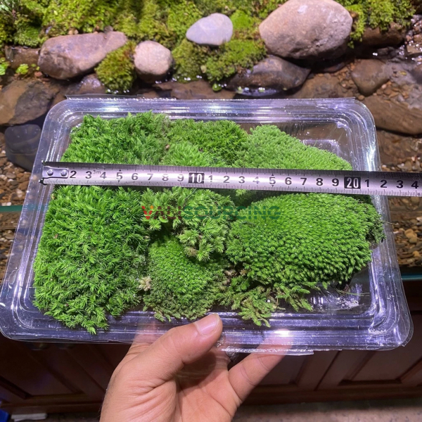 Premium Preserved Moss – A Low-Cost Green Decor Solution from Vietnam