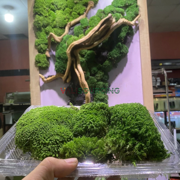 Premium Preserved Moss – A Low-Cost Green Decor Solution from Vietnam