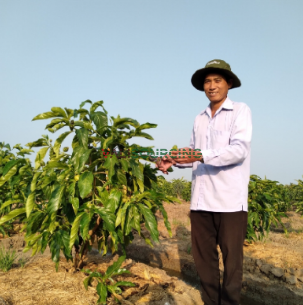 Fresh Noni Fruit (Kg)